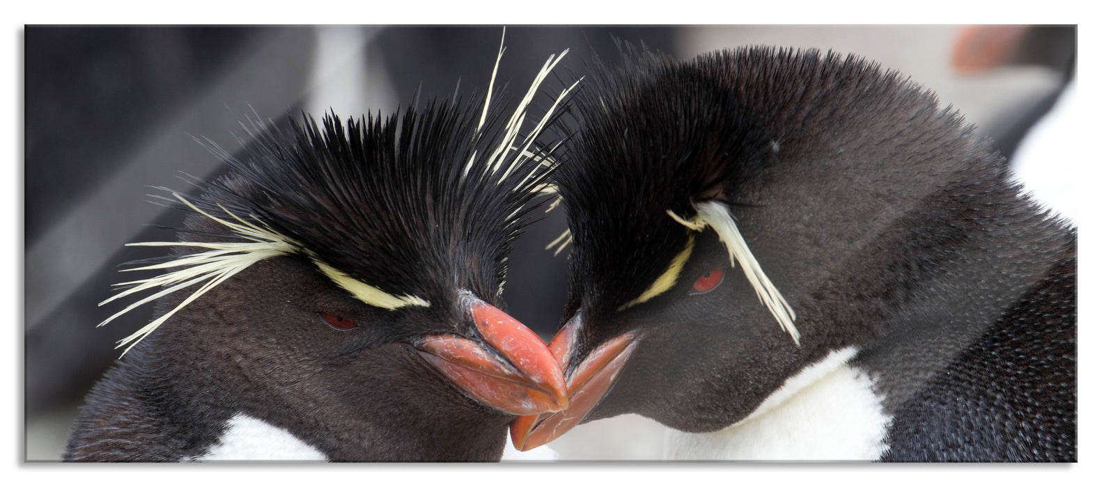 Pixxprint Pinguin Kuss, Glasbild Panorama