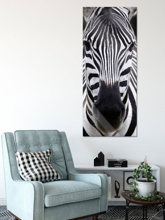 Zebra Porträt, Glasbild Panorama