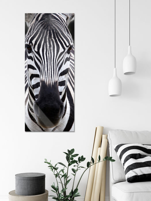 Zebra Porträt, Glasbild Panorama