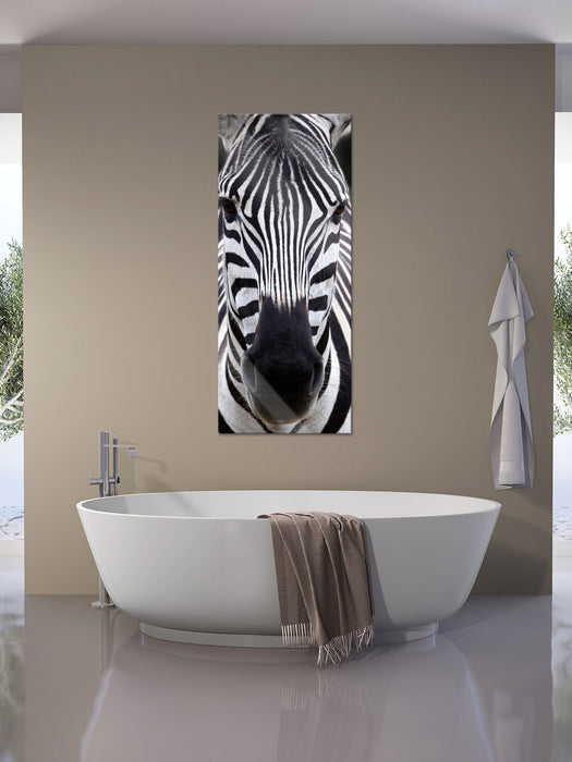 Zebra Porträt, Glasbild Panorama