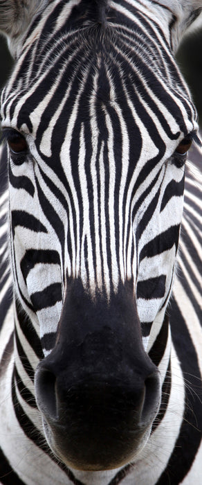 Zebra Porträt, Glasbild Panorama