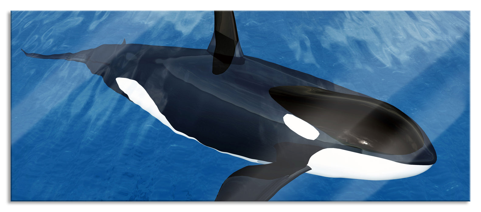 Pixxprint Orca im blauen Meer, Glasbild Panorama