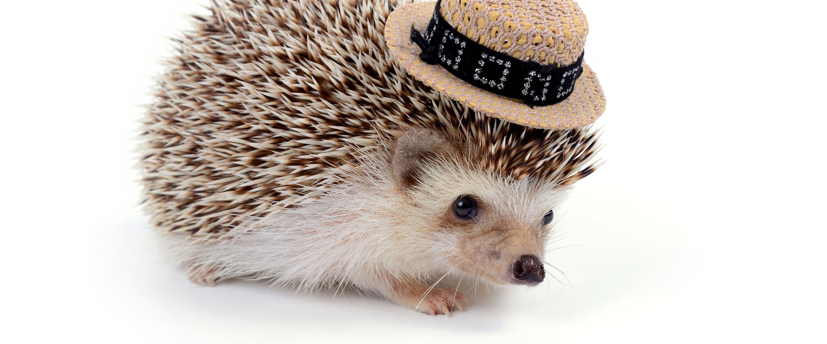 Lustiger Igel mit Hut, Glasbild Panorama