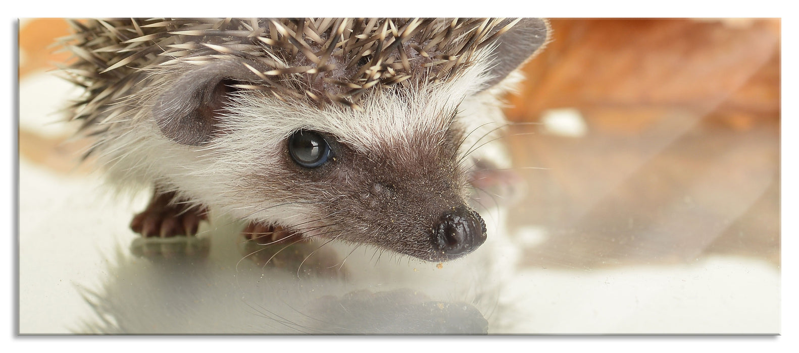 Pixxprint Süßer Igel, Glasbild Panorama