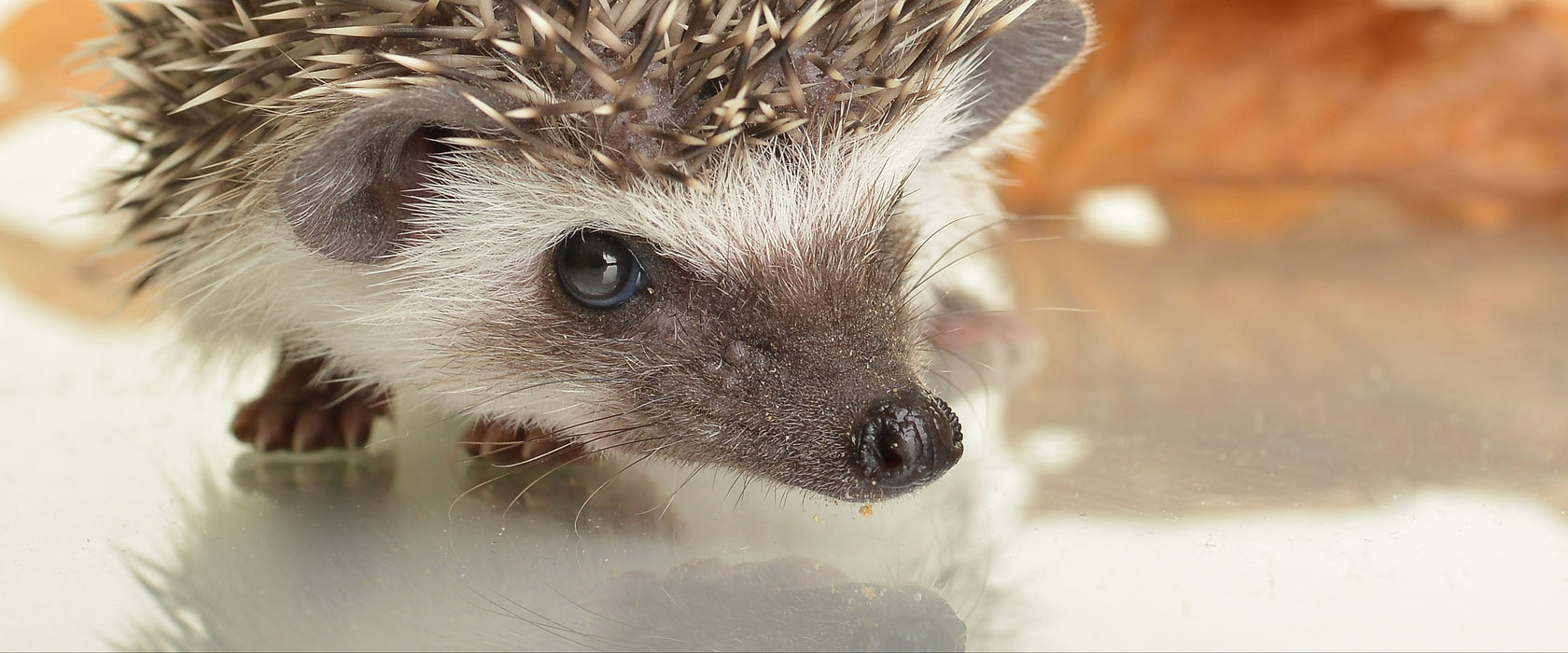 Süßer Igel, Glasbild Panorama