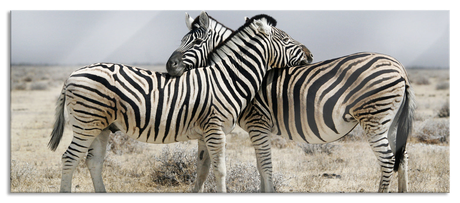 Pixxprint Schmusende Zebras, Glasbild Panorama