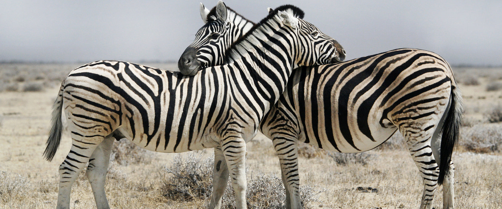 Schmusende Zebras, Glasbild Panorama