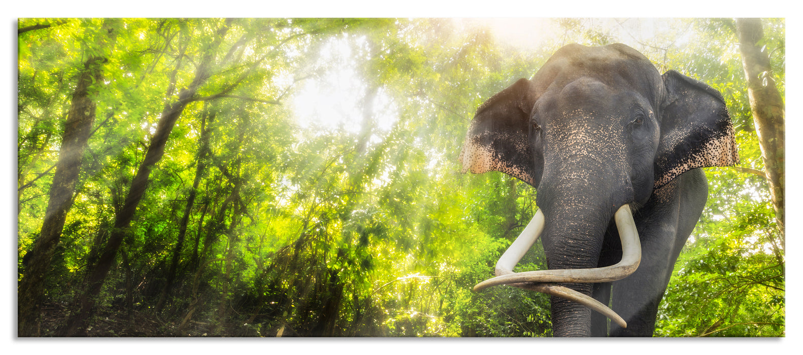 Pixxprint Elefant am Bach, Glasbild Panorama