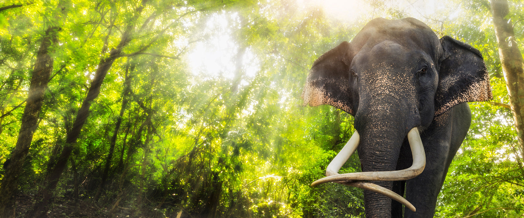 Elefant am Bach, Glasbild Panorama