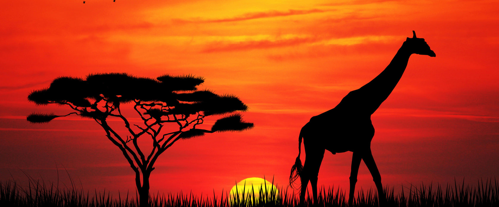 Giraffe im Sonnenuntergang, Glasbild Panorama