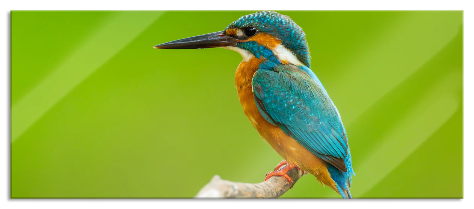 Pixxprint Kleiner Eisvogel, Glasbild Panorama