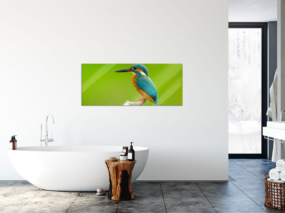 Kleiner Eisvogel, Glasbild Panorama