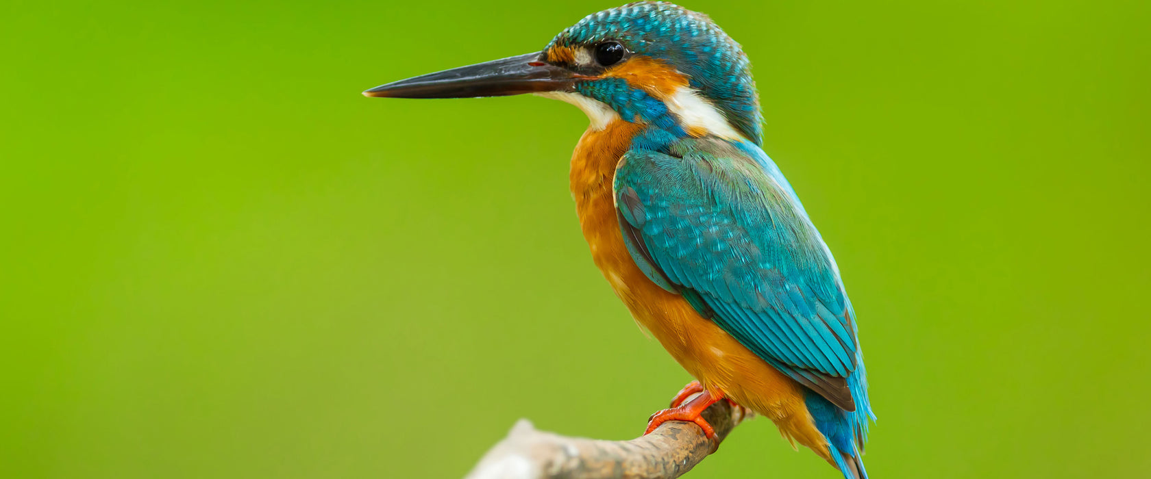 Kleiner Eisvogel, Glasbild Panorama