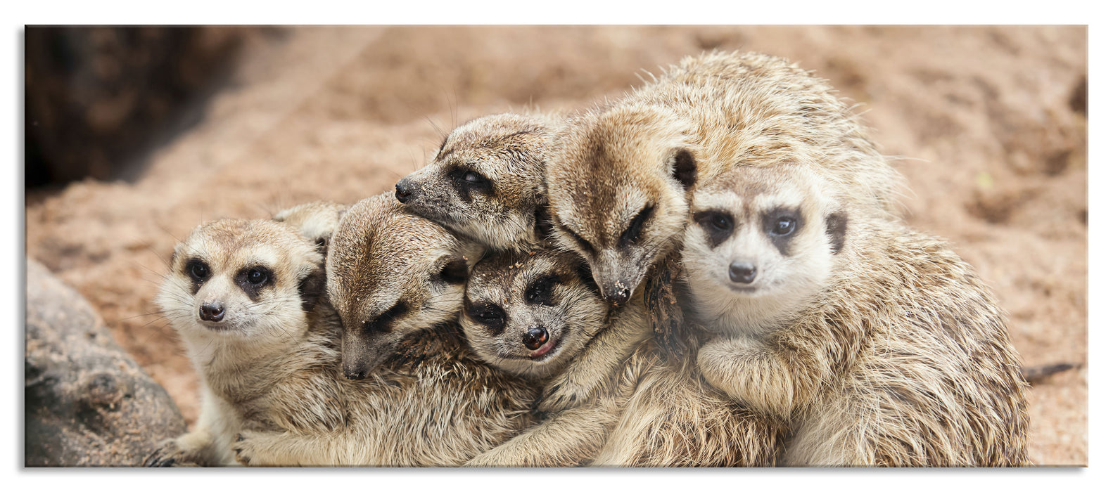 Pixxprint kuschelnde Erdmännchen, Glasbild Panorama