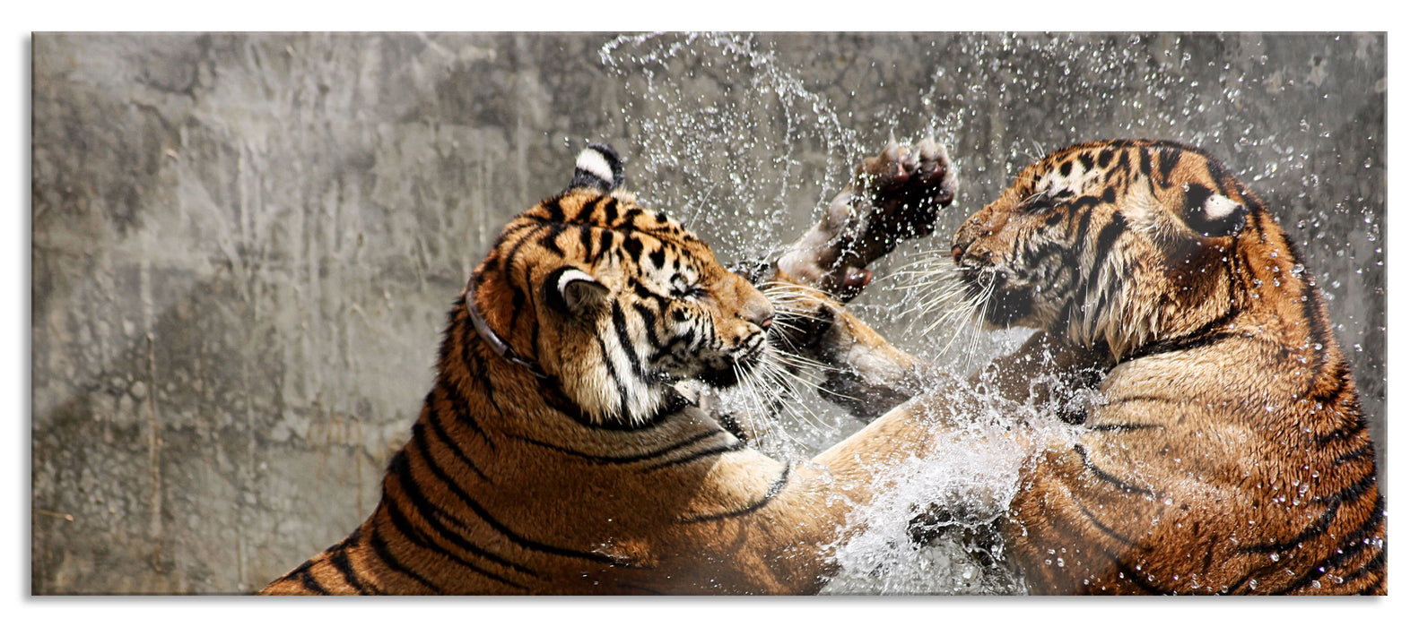 Pixxprint Kämpfende Tiger im Wasser, Glasbild Panorama