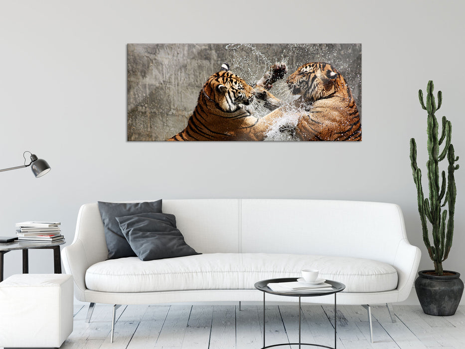 Kämpfende Tiger im Wasser, Glasbild Panorama