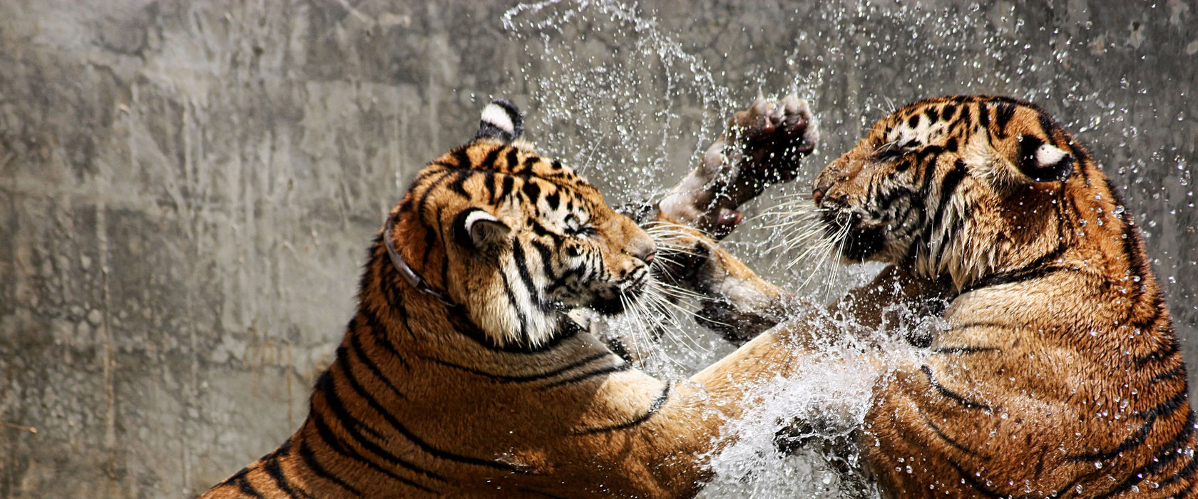 Kämpfende Tiger im Wasser, Glasbild Panorama