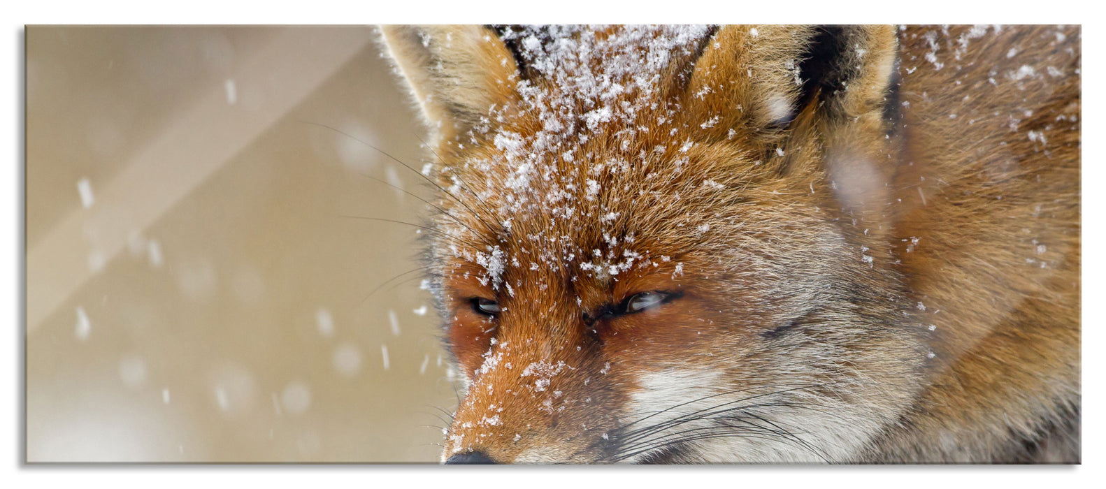 Pixxprint Fuchs im Schnee, Glasbild Panorama