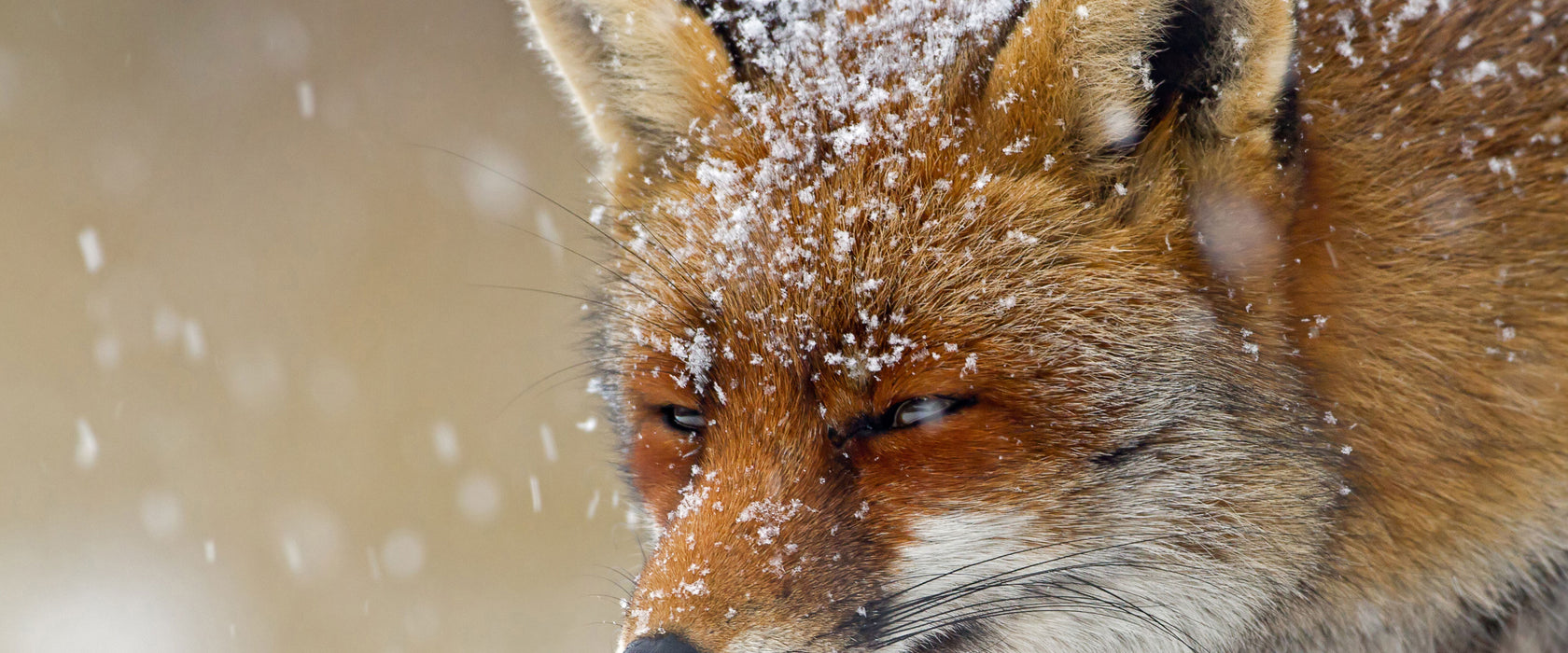 Fuchs im Schnee, Glasbild Panorama