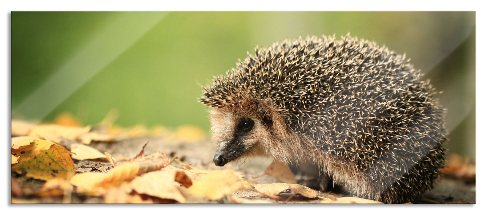 Pixxprint Igel im Laub, Glasbild Panorama