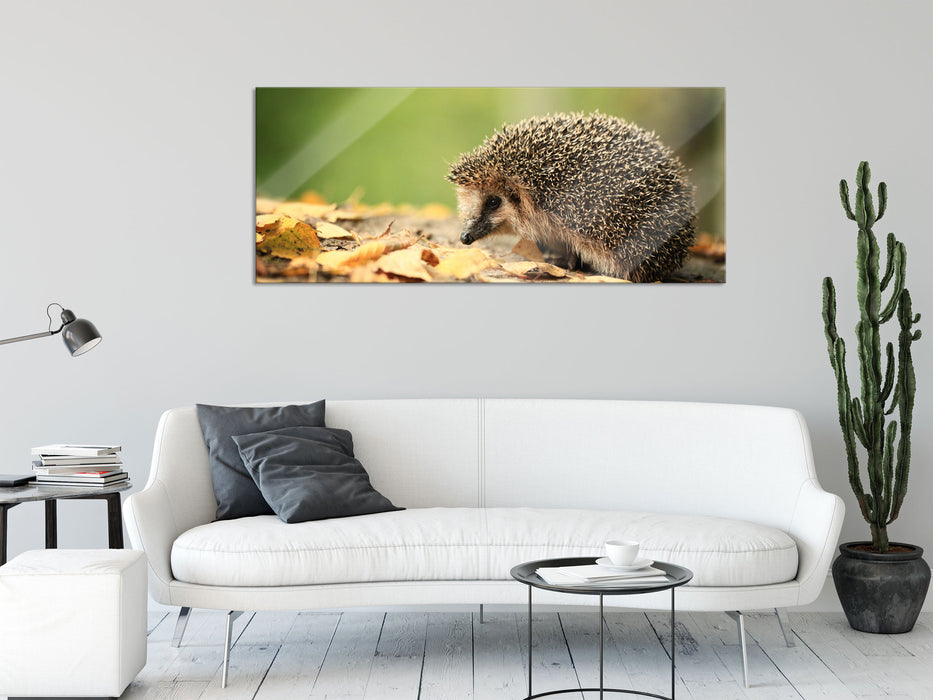 Igel im Laub, Glasbild Panorama