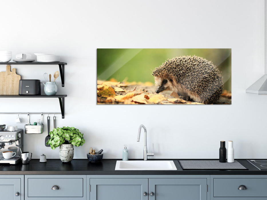 Igel im Laub, Glasbild Panorama