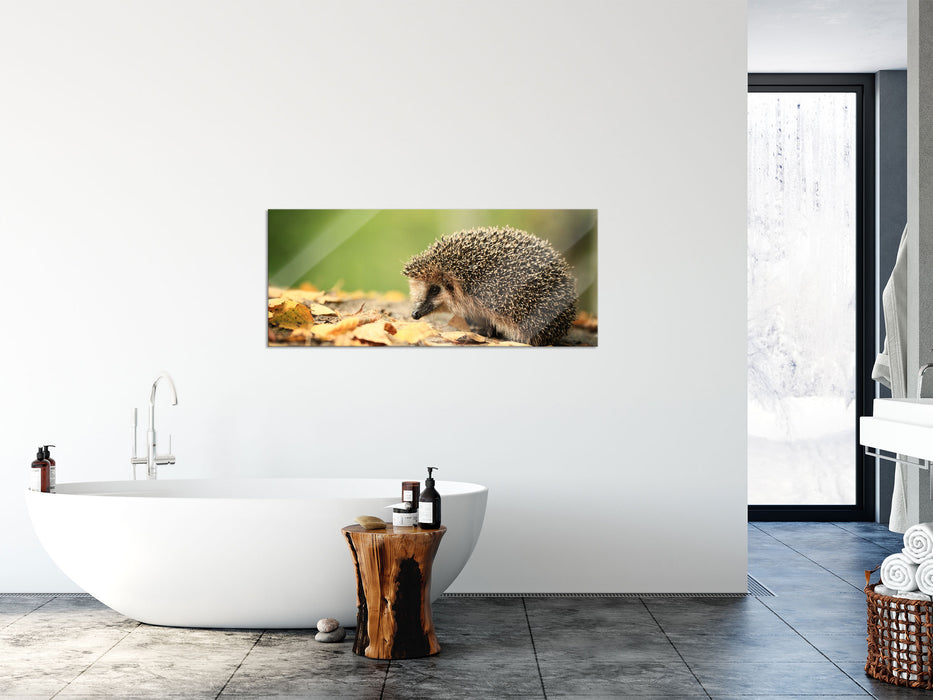 Igel im Laub, Glasbild Panorama