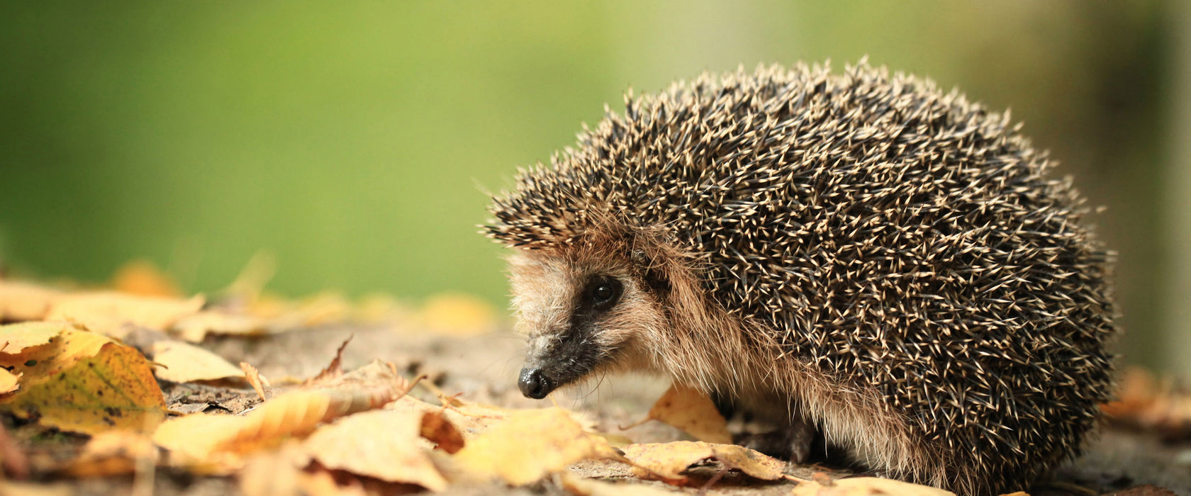 Igel im Laub, Glasbild Panorama