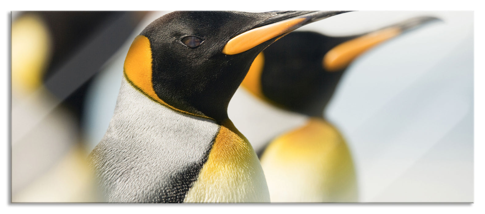 Pixxprint Pinguine, Glasbild Panorama