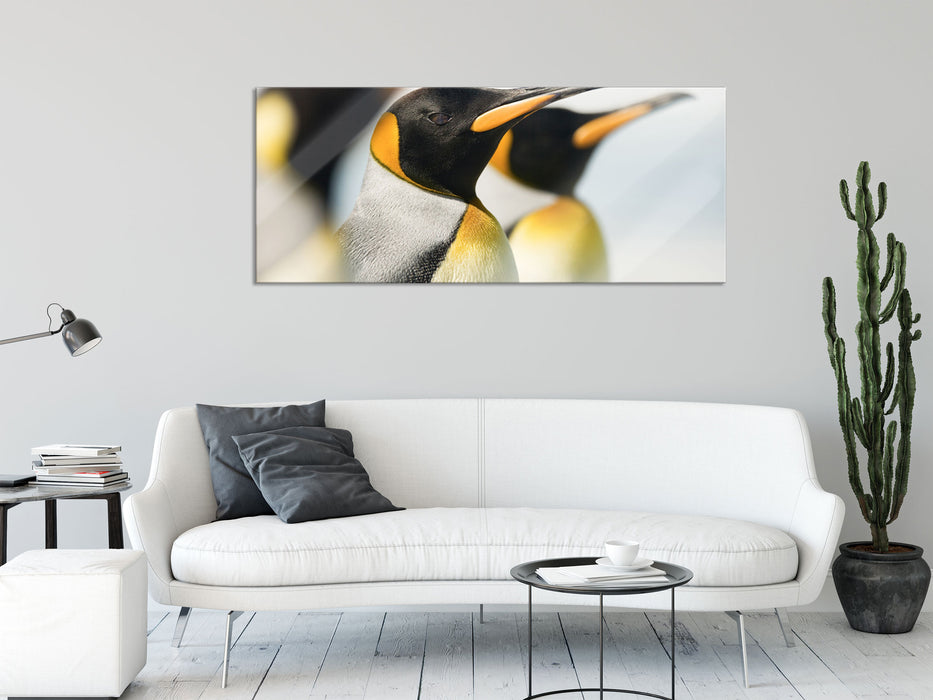 Pinguine, Glasbild Panorama