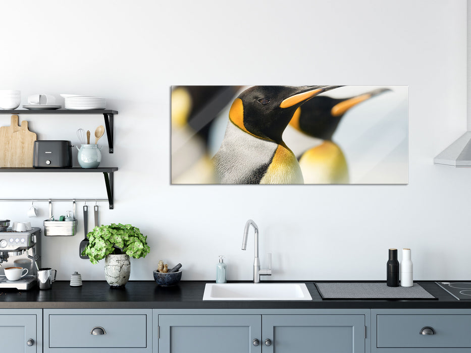 Pinguine, Glasbild Panorama