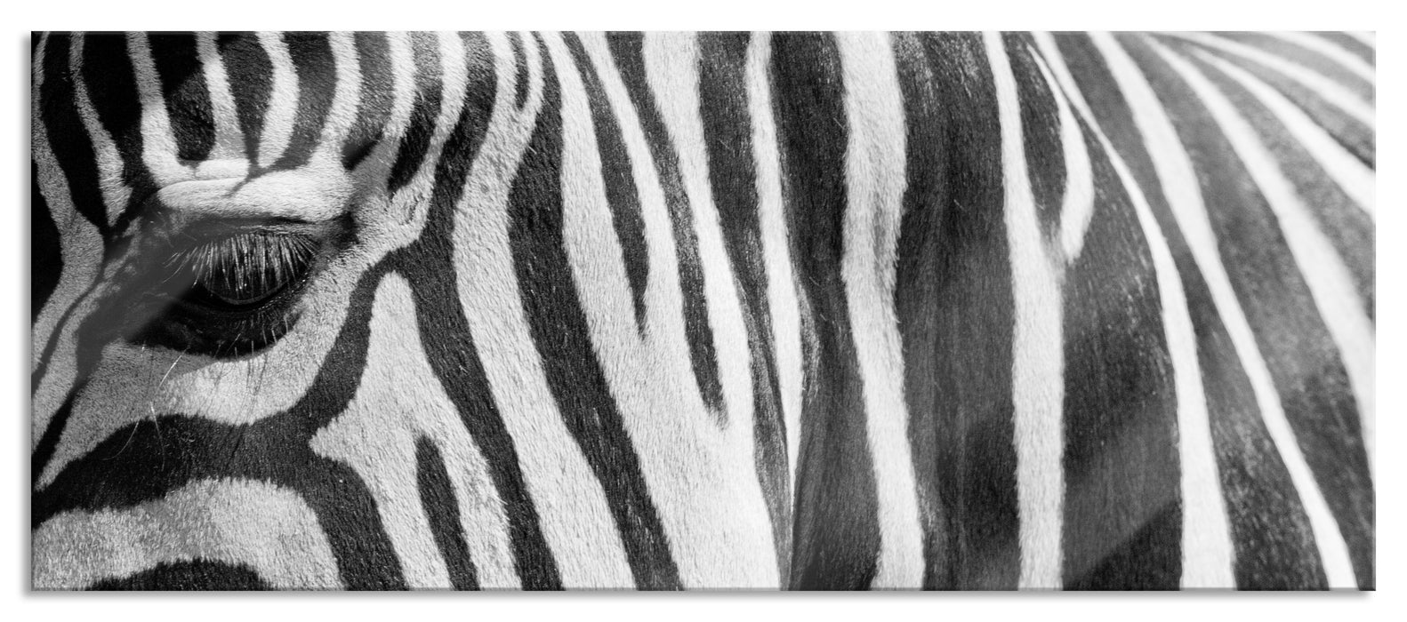 Pixxprint Zebra Porträt, Glasbild Panorama