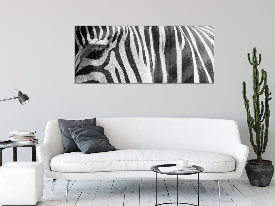 Zebra Porträt, Glasbild Panorama