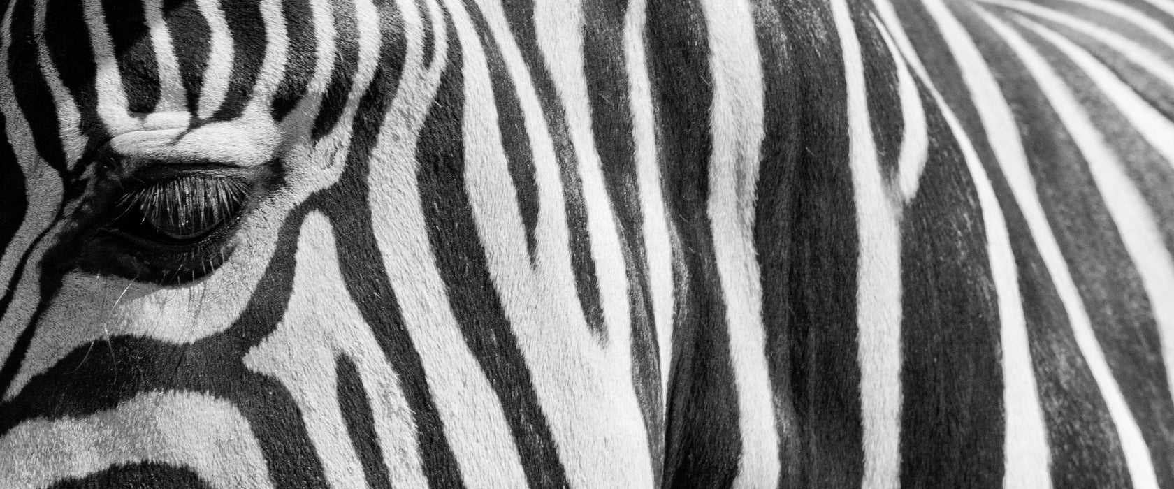 Zebra Porträt, Glasbild Panorama