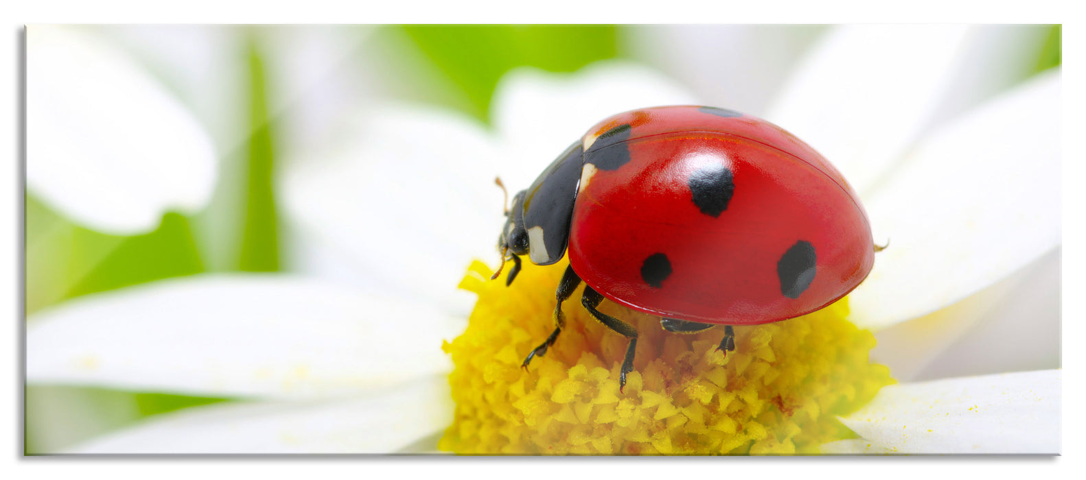 Pixxprint Marienkäfer auf Gänseblümchen, Glasbild Panorama