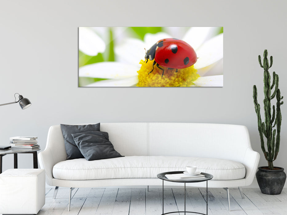 Marienkäfer auf Gänseblümchen, Glasbild Panorama