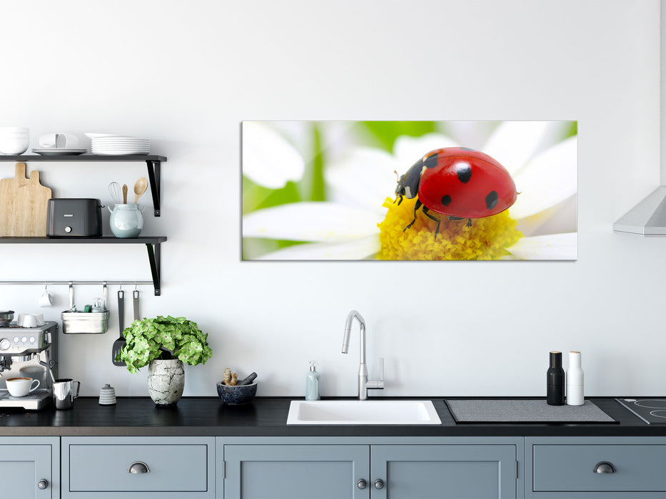 Marienkäfer auf Gänseblümchen, Glasbild Panorama