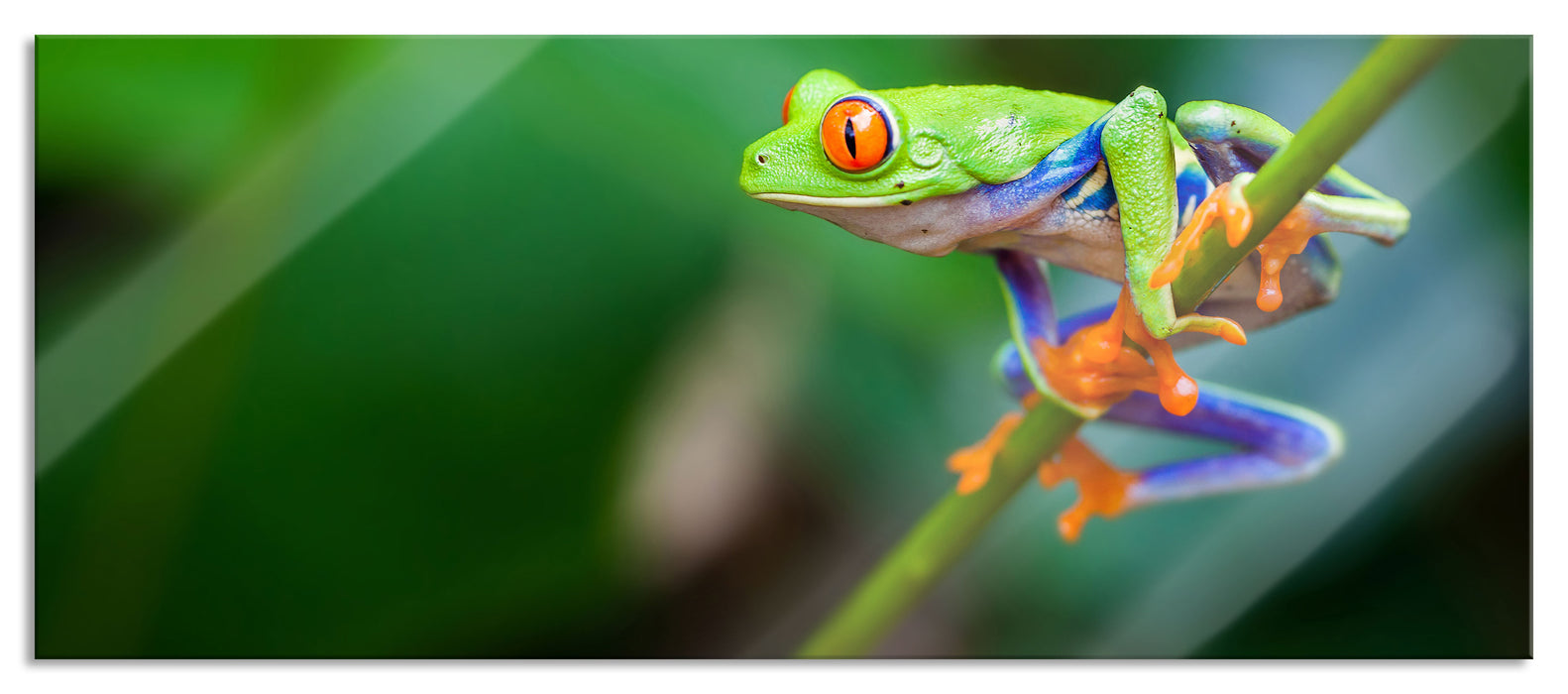 Pixxprint Grüner kleiner Frosch auf Ast, Glasbild Panorama