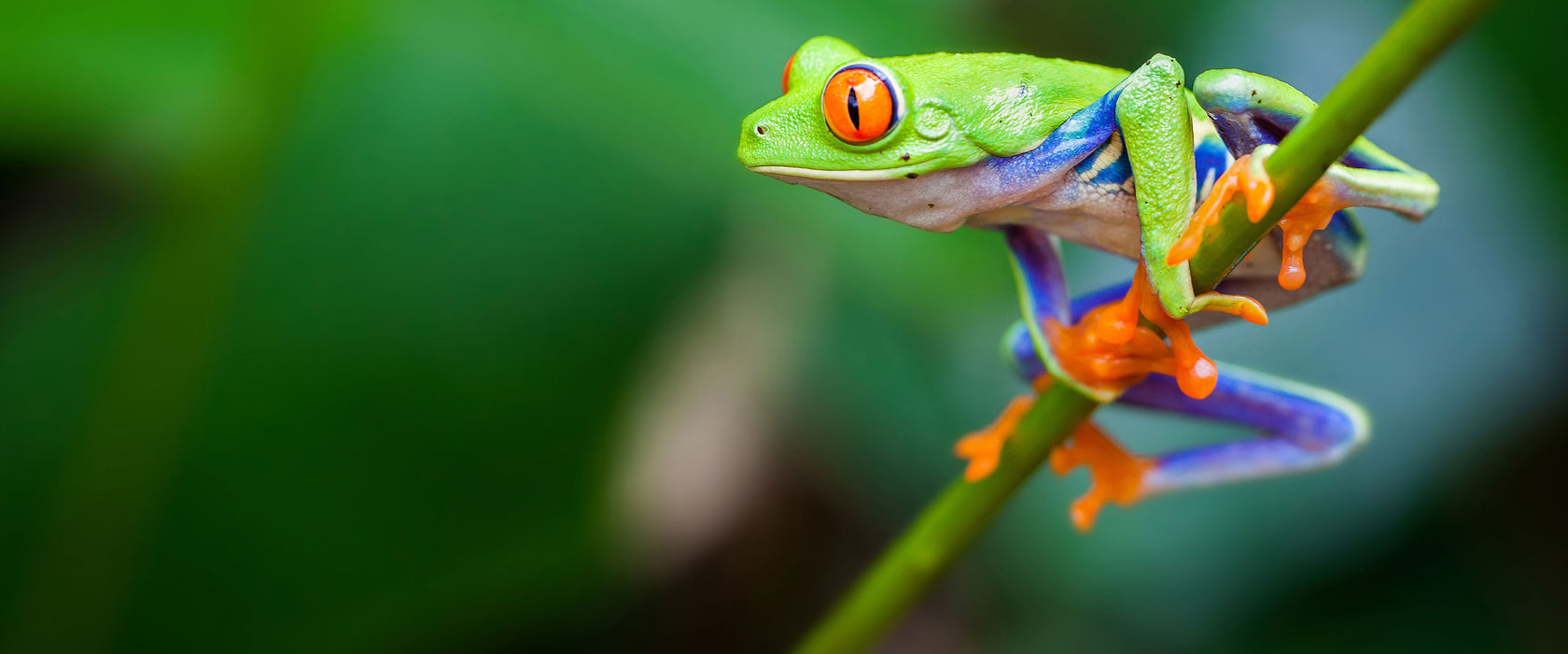 Grüner kleiner Frosch auf Ast, Glasbild Panorama