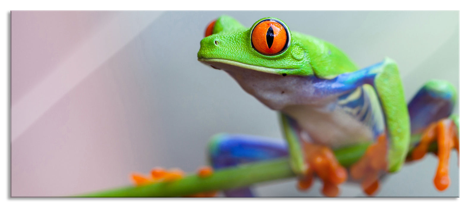 Pixxprint Grüner Frosch auf Ast, Glasbild Panorama