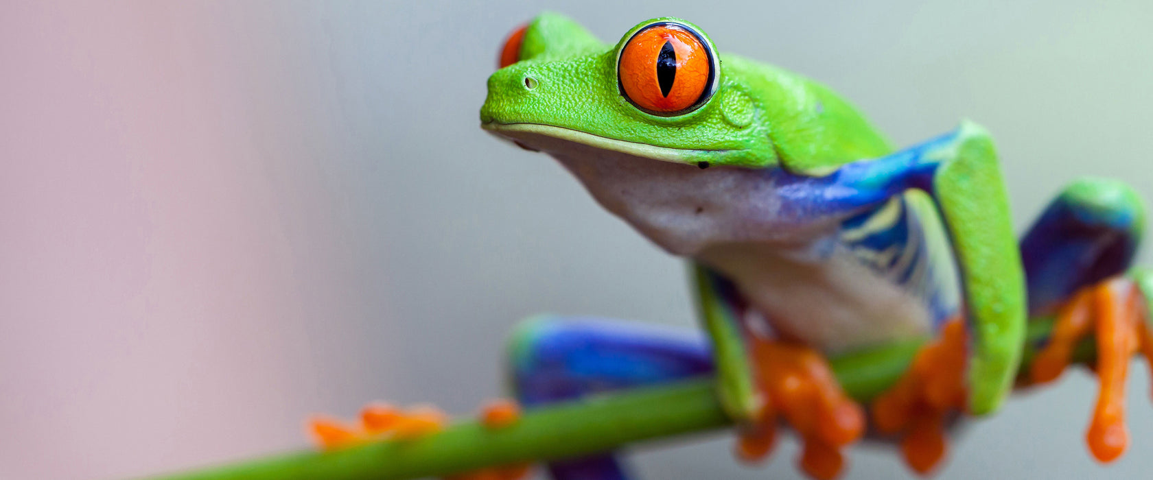 Grüner Frosch auf Ast, Glasbild Panorama