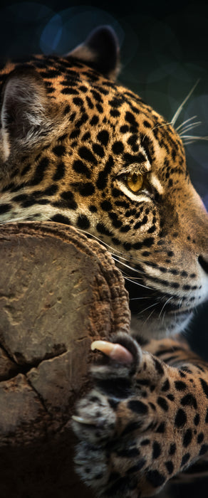 Wunderschöner Leopard, Glasbild Panorama