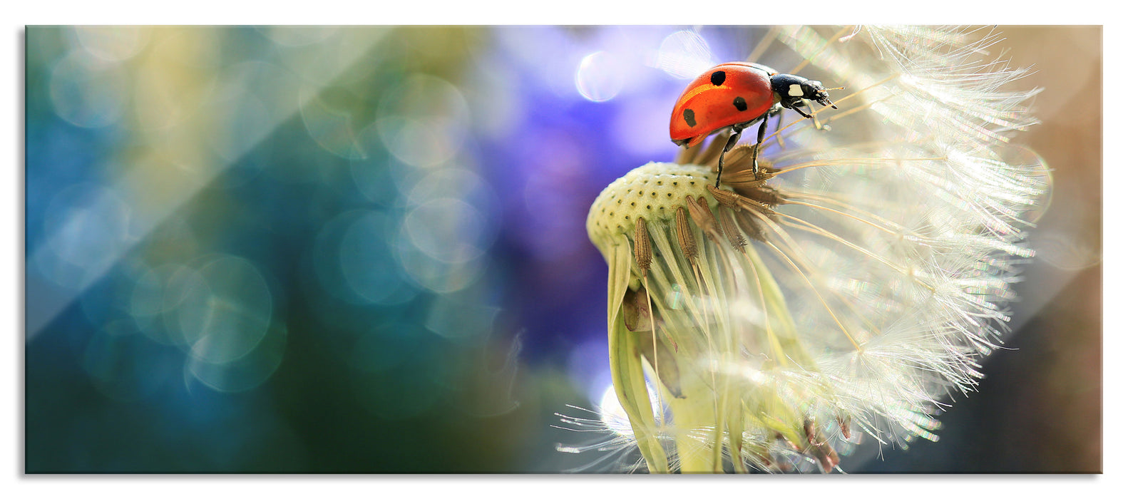 Pixxprint Marienkäfer auf Pusteblume, Glasbild Panorama