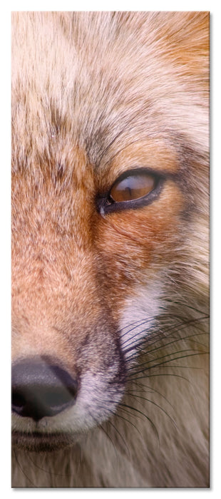 Pixxprint Fuchs Porträt, Glasbild Panorama