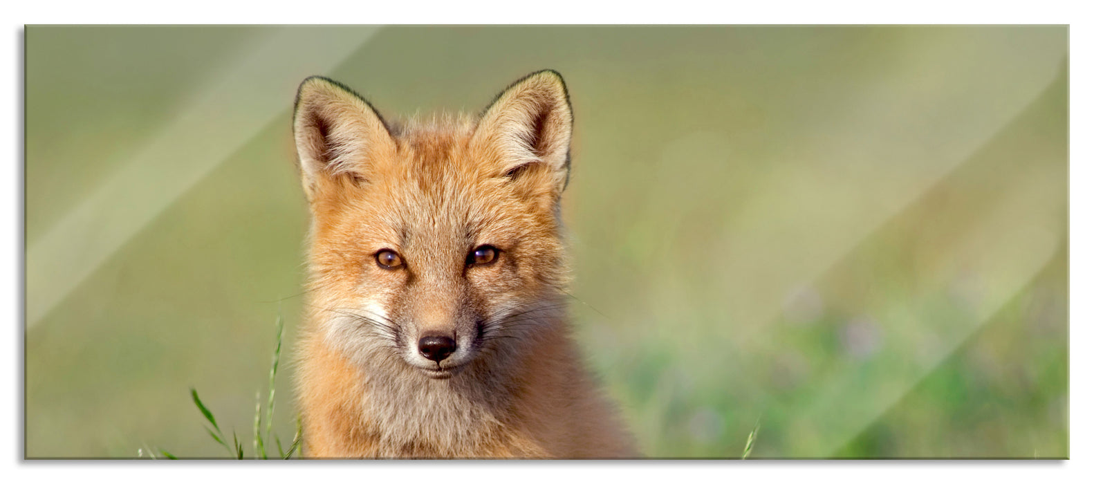 Pixxprint Kleiner Fuchs, Glasbild Panorama