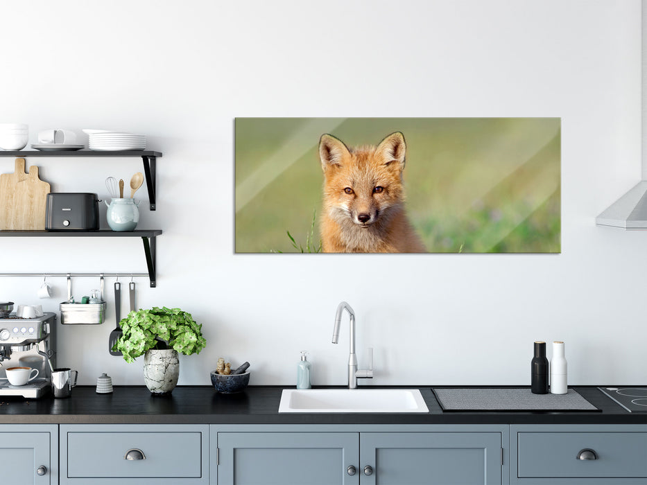 Kleiner Fuchs, Glasbild Panorama