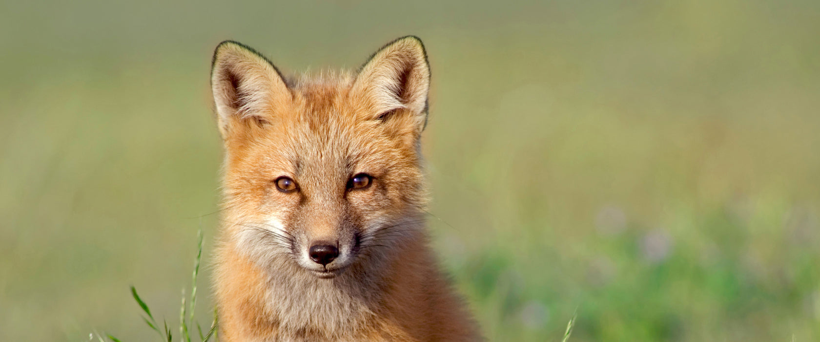 Kleiner Fuchs, Glasbild Panorama