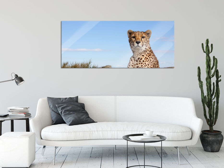 Gepard in Savanne, Glasbild Panorama