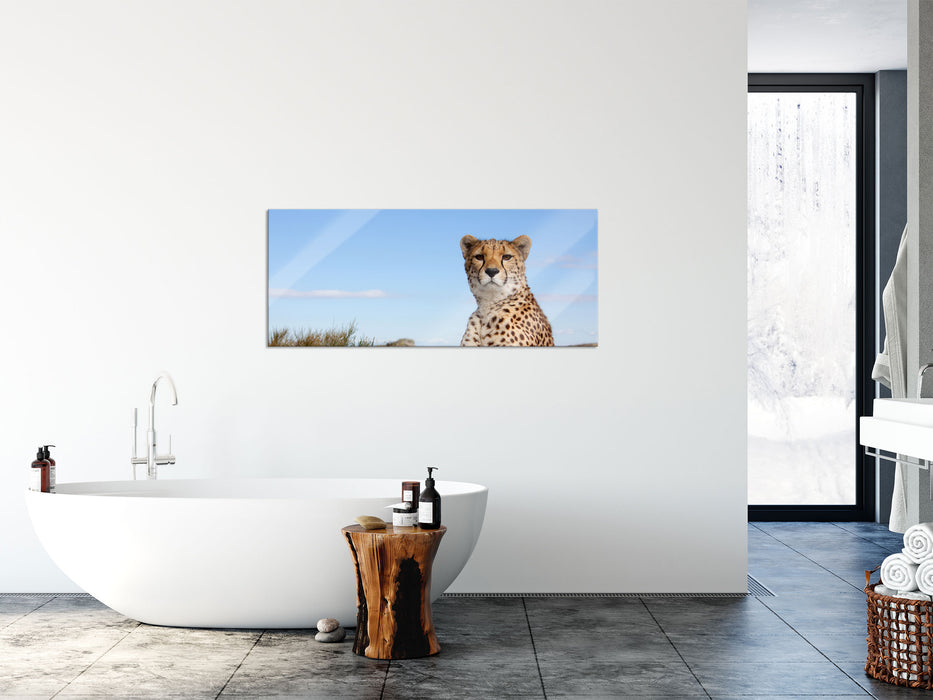 Gepard in Savanne, Glasbild Panorama