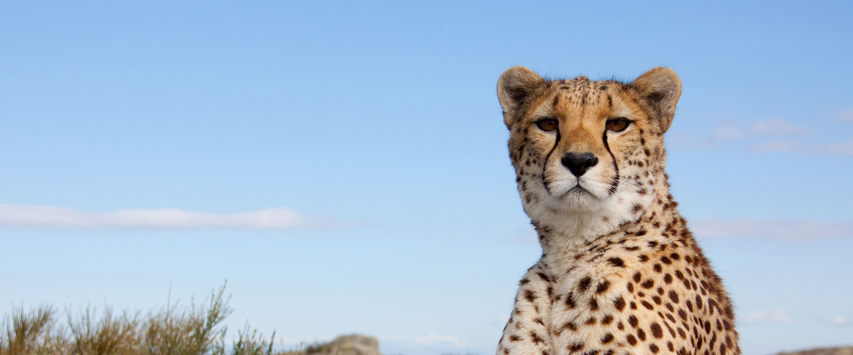 Gepard in Savanne, Glasbild Panorama